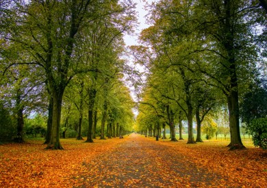 Tree-lined path covered in fallen autumn leaves in Preston park Lancashire, with vibrant orange and yellow colors against a backdrop of green foliage.